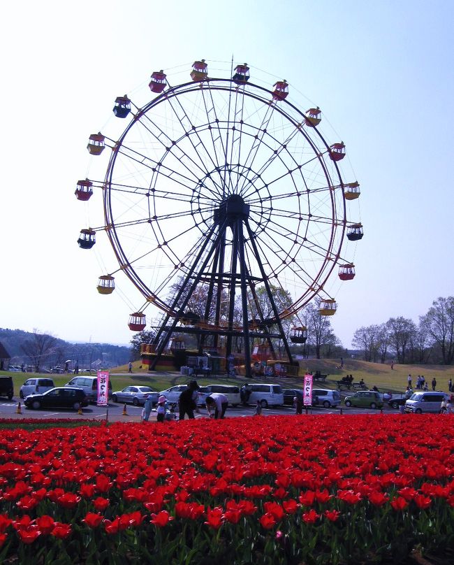 初めて東京ドイツ村に行ってきました。<br />（そこは東京でもなく、もちろんドイツでもない千葉にありました）<br /><br />広大な芝生広場で寝転んだり、遊歩道を歩いたり、子供動物園、観覧車、ボート池やパターゴルフ、他にもいろいろな施設があり家族で楽しめるところですね。<br /><br />今日は暑いくらいに良い天気！<br />花々が咲き誇り久しぶりにリフレッシュした一日でした。<br /><br />ドイツ村でリフレッシュした後は、美味しい「お寿司」で<br />身も心もリフレッシュ!!<br /><br />