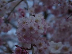 飯田の桜めぐり　1日目