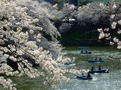 桜が繋ぐ春の記憶・２０１０さくら色の午後≪千鳥ヶ淵‐靖国神社‐外濠公園≫