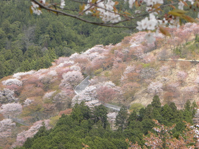 花の命は短いもので、今年の桜もそろそろ見納めのようです。<br />これまでお花見にはそれほど熱心でなかった僕ですが、先週、京都で見た満開の桜があまりにも気持ちよかったので、今週も無性にどこかで桜を見たくなってしまいました。<br />そこで、今年の桜の見納めに選んだのは”これはこれはとばかり花の吉野山（安原貞室）”等、１０００年以上の昔から数々の歌に詠まれてきた日本一の桜の名所・吉野山です。<br />実は関西に住んでいながら桜の季節に吉野山に足を運ぶのは初めてでした。<br />実際に足を運んでみた吉野山の桜はあまりに美しすぎて、逆に単純に桜だけを楽しむ気にはなれませんでした・・・この吉野の里に朝廷があったのは僅か５０年足らず、その儚さが散りゆく桜と重なって吉野山の独特の春の雰囲気を作り、訪れる人を少ししんみりさせるのかもしれません。<br />それにしても、この桜を義経や静御前、後醍醐天皇も見ていたんだと思うとなんだか厳かな気持ちになってしまいます。