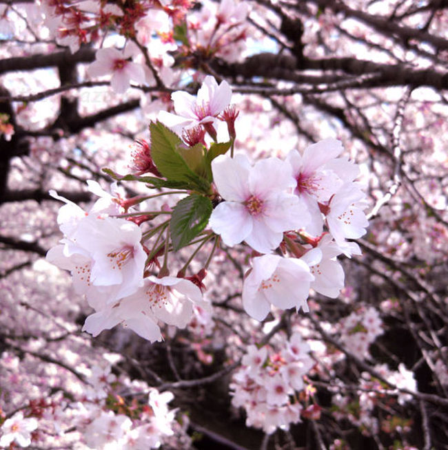 先週の上野公園でのお花見は、雨と寒さで散々でした。<br />今日は久々に晴れの日曜日。今年最後のお花見です。<br /><br />池袋から東武東上線で各停5駅目のときわ台。<br />駅前の天祖神社の八重桜、ときわ台と隣駅の中板橋の間を流れる石神井川沿いの桜並木を見てきました。<br /><br /><br /><br />ときわ台天祖神社<br />http://www.tokiwadai-tenso.or.jp/<br /><br />石神井川の桜並木<br />http://www.city.itabashi.tokyo.jp/c_kurashi/003/003909.html