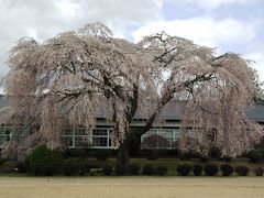 再び飯田の桜
