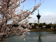 【大阪桜2010】 花の万博２０周年 「花博記念公園鶴見緑地」