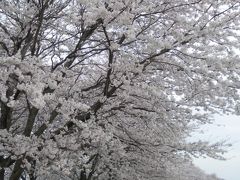 宇都宮市石井桜づつみ