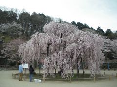 宇都宮市立城山西小校庭『孝子桜』