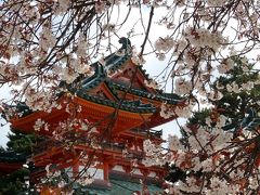 桜（2010）　京都桜旅 ④ 大混雑の岡崎から東山