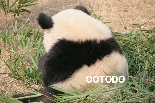 パンダに会いに中国へ行きました。<br />何度見てもパンダちゃんはかわいいです。<br /><br /><日程><br />12/25成田→広州<br />12/26広州→成都<br />12/27成都大熊猫繁育基地見学<br />12/28成都大熊猫繁育基地見学<br />12/29成都大熊猫繁育基地見学<br />12/30成都→上海<br />12/31上海<br />1/1 上海→成田<br /><br /><br />