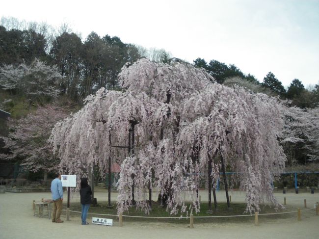 午後は、城山西小の枝垂れ桜『孝子桜』を見に行きました。