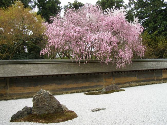 龍安寺の紅しだれ桜　4月10日の撮影<br />毎年石庭の紅しだれ桜が気になりながらも他のところへ写真を撮りに行っている間に桜の季節が終わっていましたが今年こそはと思い立ち他の場所をあきらめてやっと訪問することができました。<br />紅しだれ桜は咲き始めて3〜4日というところでしょうか！<br />素晴らしい紅色を眺めることができました！