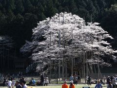 日本三大巨桜「根尾谷の淡墨桜」