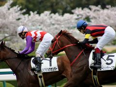 【兵庫桜2010】 満開の桜を背に、駿馬達が駆け抜ける 「阪神競馬場」
