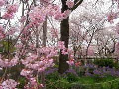 ２０１０年京都・奈良桜巡り（北野天満宮・平野神社）