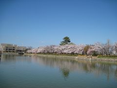 長岡天満宮散策～八条ヶ池でお花見～（2010年春）