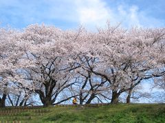 京都背割の桜まつり