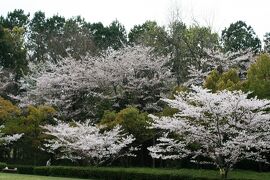 2010春、花吹雪の牧野池公園(2/2)：染井吉野・山桜の花吹雪、紫木蓮、牧野ヶ池緑地西方