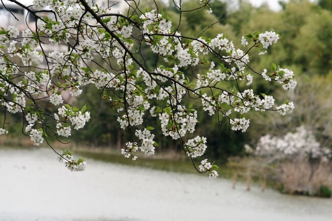 2010春、花吹雪の牧野池公園(1/２)：ソメイヨシノ、ヤマザクラ、牧ノ池景勝地・立札