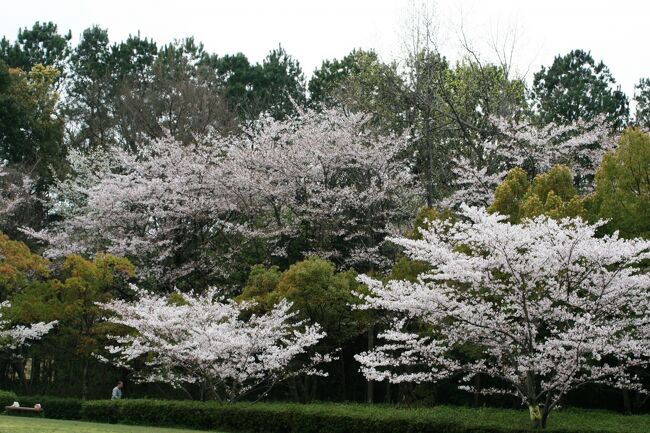 染井吉野と山桜の花吹雪の牧野ヶ池緑地紹介の締め括りです。桜見物ができるのは、今日が最後の日だったようです。このあとは葉桜です。