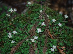 リベンジ！　森の妖精を求めてのハイキング④丸山山頂～大野峠～芦ヶ久保