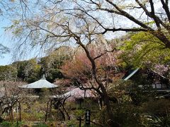 鎌倉瑞泉寺の桜－2008年