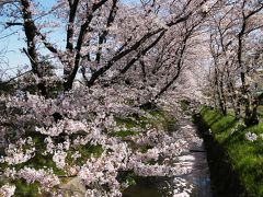 近隣のサクラ（虚空蔵谷川・枚方カントリー・他）