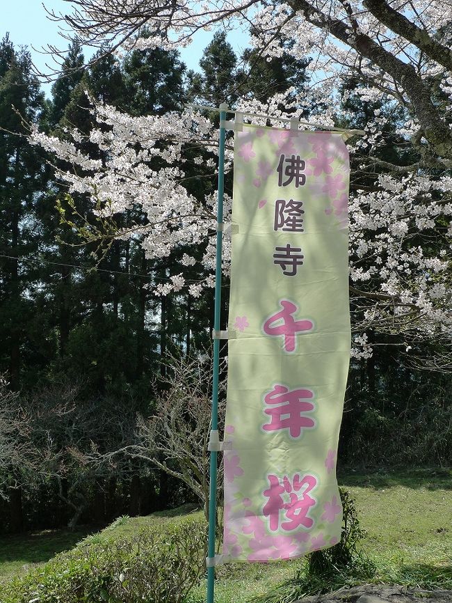 宇陀の三名桜 佛隆寺 千年桜 室生 宇陀 奈良県 の旅行記 ブログ By Canadianさん フォートラベル