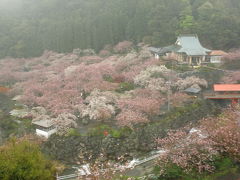 雨の大分　八重桜とシャクナゲ花便りと温泉　ちょっとサバイバル