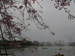 桜を求めて久喜・菖蒲公園から上清久さくら通りへ