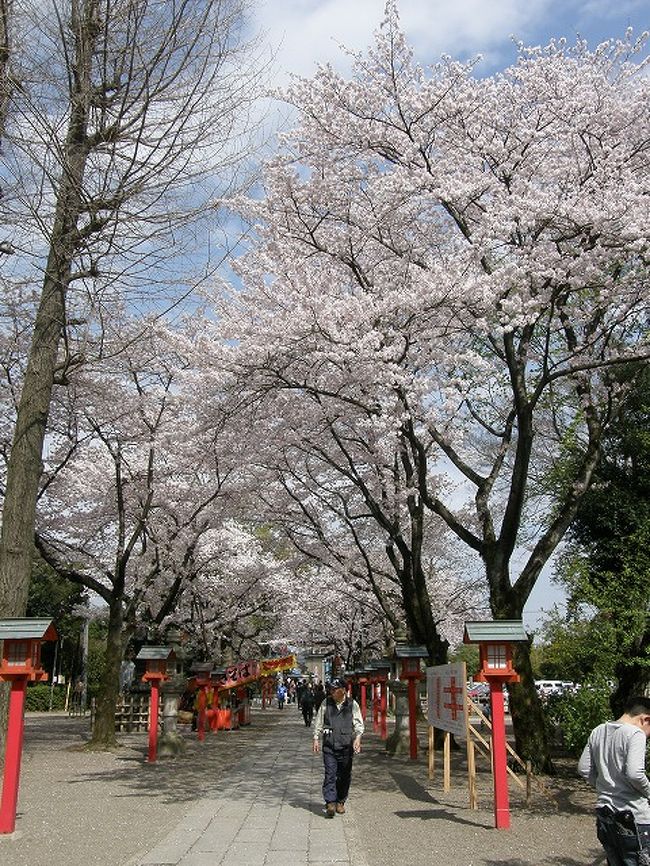 加須の浮野の里にノウルシを見に行く途中に・・<br />満開の桜咲く鷲宮神社に訪れて見ました。<br /><br />何回も訪れている鷲宮神社ですが、桜が咲く時期は初めてです<br /><br />最近は「らき☆すた」の色濃い鷲宮神社ですが<br />境内の桜は負けていませんでした。<br /><br />鷲宮神社を後に加須市川口の桜通りの桜並木を通り<br />満開の桜を見ながら浮野の里へ。<br /><br /><br /><br />