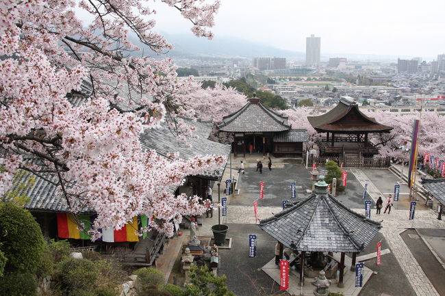 大津・三井寺(正式名称は園城寺)の如意輪観世音菩薩が33年ぶりに御開帳と知り、出掛けることにしました。<br />折しも、桜の花は満開、心配なのはお天気だけ。<br />一人で寂しく出掛けるつもりでいたら、なんと、観世音菩薩の思し召しか、素敵なトラベラーの皆さんとご一緒できることとなり、楽しいお花見となりました。<br />ご一緒いただいた皆さん、本当に有難うございました。<br />強力な晴れ女パワーで、雨も吹き飛び、傘をささずに済みました。<br /><br />この日のコースは、三井寺→西教寺→坂本・日吉大社の表参道です。