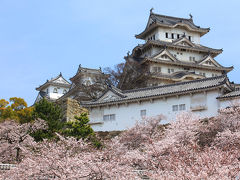見納め！満開の桜を纏う白鷺城。。ここは日本一の名城、姫路城！　/兵庫県姫路市