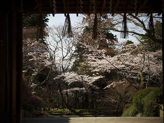 ＜京都第28旅＞ 2010年4月　古都桜巡り　1日目②　毘沙門堂