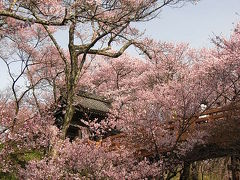 念願の秘湯のお宿へ　①　【 天下第一の桜　高遠城址公園 】