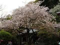 まだ間に合った鎌倉　長谷寺の桜と美しい苔