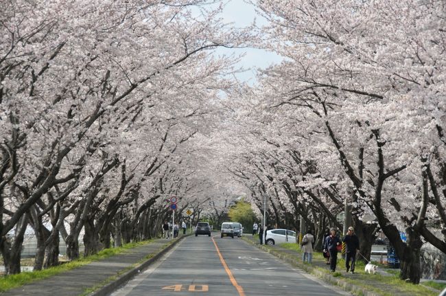 三重県桑名郡木曽崎町の「鍋田川堤桜並木」は、町道鍋田川線沿い約4kmにわたり、ソメイヨシノを中心に約1500本のサクラが植えられています。毎年4月に桜まつりが開催され、多くの観光客や家族連れが訪れ、大勢で賑わう観光名所となっている。<br /><br />自宅からは４キロ程度で、自転車で訪問。