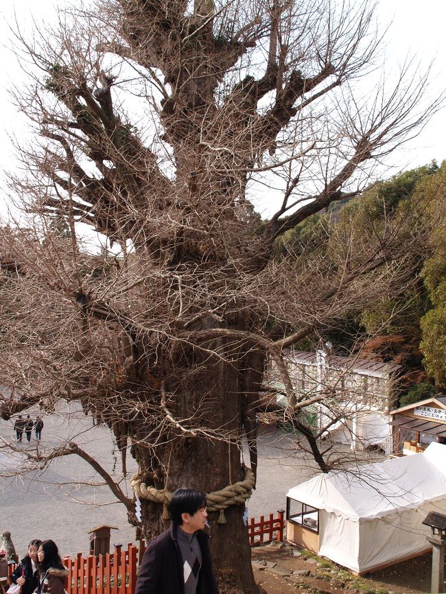 鎌倉鶴岡八幡宮の在りし日の大銀杏の写真を集めてみた。意外にも大銀杏を撮ろうとして撮った写真は1枚しかなかった。あとは背景や前景としてたまたま写っているものばかりであった。2005年から2007年の鎌倉の写真もなかった。頻繁に鎌倉へは行ってはいたが、祭りででもないとカメラは持参しなかったのだ。<br />(表紙写真は2009年12月30日(大晦日前日)の大銀杏)