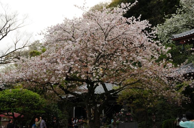 鎌倉近くに用事があったため、もしかしたらまだ桜が見れるかもと思いカメラを持って昼過ぎに出発。<br />電車を乗り継ぎ鎌倉の駅から江ノ電で長谷まで。人ごみを何とかかき分けて長谷寺まで到着すると、鮮やかな赤い提灯の奥に見えたものは、、、、葉桜ながら美しい色で参拝客を迎えてくれる桜がございました<br /><br /><br />さっそく入山料３００円を払って季節ごとに異なる顔を見せてくれる長谷寺の石段を登る。苔と桜のコントラストが美しい日本の景色を見せてくれました