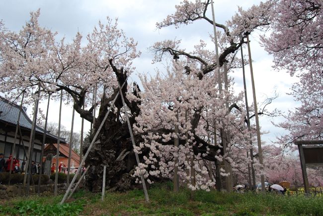 山梨県実相寺の神代桜を見てきました。<br />今回はツアーを利用。<br />移動が楽々でした。<br />