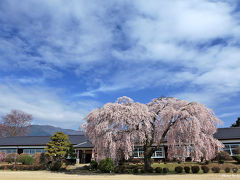 下伊那の春。杵原学校（旧山本中学）の枝垂れ桜