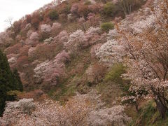 桜100選④　一目千本、吉野桜