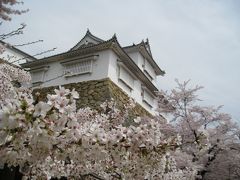 津山城の桜