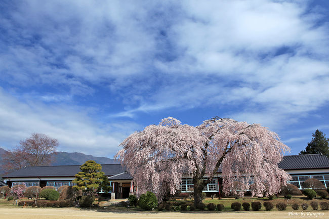 <br />長野県は南北に長く、<br />その為、長野南部地方では４月上旬、<br />北部では４月下旬までの一ヶ月という長い期間、<br />桜の開花が続きます。<br /><br />早い地域、即ち南部に位置する飯田市周辺の<br />下伊那地域。<br />下伊那には有名な桜の大木、古木が多く、<br />桜めぐりを楽しむことが出来ます。<br /><br />殊に優美な枝垂れ桜が、古寺であったり、<br />民家、学校、田畑に見られます。<br />この地域の人々の桜を愛する心に<br />桜も応える如く美しい姿を披露し、<br />下伊那の春に彩りを添えていました。<br /><br />旧山本中学校の杵原校舎国の有形文化財に登録されています。<br />この校舎は昭和２４年に地元住民に寄って建てられた木造校舎。<br />その校庭にどこからか移植されたというシダレザクラ。<br />樹齢は８０年を越えるといいます。<br /><br />昭和６０年に廃校となるまで子供達の成長を見守ってきたこの桜。<br />地面に触れそうなくらいゆったりと垂らした枝に<br />こんもりとした丸い姿。<br />レトロな校舎との景観は見る者の郷愁をそそります。<br />どこからか、子供達の歌声が聞こえてきませんか？<br /><br />----<br /><br />現在も校庭は開放されており、<br />この日は少年野球チームが練習を頑張っていました。<br />又、この校舎は吉永小百合さん主演、映画「母べえ」に<br />使用されたそうです。<br />