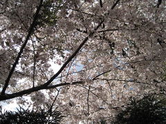 桜の花を楽しんできました。