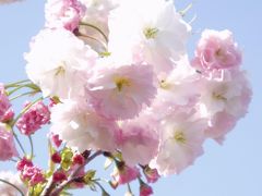 大阪の春の風物詩　造幣局の桜の通り抜け