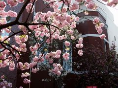 【大阪桜2010】 花冷えの中、春の風物詩始まる 「造幣局桜の通り抜け」 