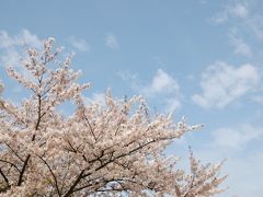 桜の上の雲