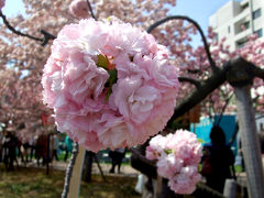 ･*。2010桜の名所・開花情報その３。*･4月16日造幣局の開花状況「ご近所桜日記」
