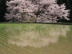 ２０１０年　桜の頃に・・・【諸木野の桜】