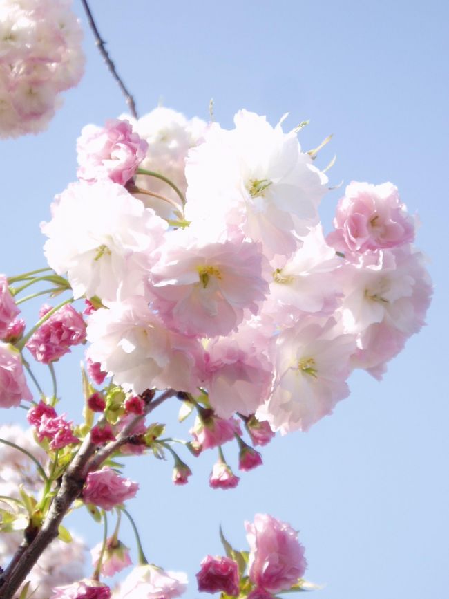 大阪の染井吉野の花びらが散りだした頃に、造幣局の桜の通り抜けが始まります。期間が１４日から２０日です。毎年の事ですが平日でも時間帯により混雑しますが土曜日曜はめっちゃ混み！初日の晴天のもとで撮ってきました。