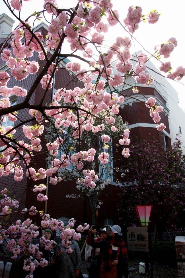 桜シーズンの最後を締めくくる、大阪の風物詩「造幣局桜の通り抜け」が４月１４日から始まりました。<br /><br />今年は桜の通り抜けが始まって１２７年目。それに合わせたわけではないでしょうが、１２７種類３５４本の桜が咲き誇ります。<br /><br />天候が安定せず、寒い日も多かったことから、開花はやや遅く、初日の今日はおおよそ７分咲きといったところでした。<br /><br /><br />◎ 造幣局桜の通り抜け<br /><br />日時　平成２２年４月１４日～４月２０日まで<br />時間　１０：００～２１：００（土日は９時から）<br />桜の種類　１２７種<br />桜の本数　３５４本<br /><br />今年の桜　”都錦”<br /><br /><br />２００９年の桜の通り抜け旅行記<br /><br />◎ 2009/04/16　大阪桜便り 「造幣局　桜の通り抜け」 その①<br />http://4travel.jp/traveler/minikuma/album/10327250/<br /><br />◎ 2009/04/17　大阪桜便り 「造幣局　桜の通り抜け」 その②<br />http://4travel.jp/traveler/minikuma/album/10327556/<br /><br />◎ 2009/04/18　大阪桜便り 「造幣局　桜の通り抜け」 その③<br />http://4travel.jp/traveler/minikuma/album/10327837/ <br /><br />◎ 2009/04/18　造幣局　桜の通り抜け　番外編　「屋台へ行こう」<br />http://4travel.jp/traveler/minikuma/album/10328097/