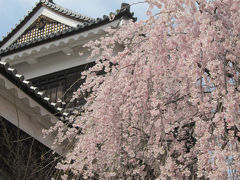 信州　桜の5大名城めぐり